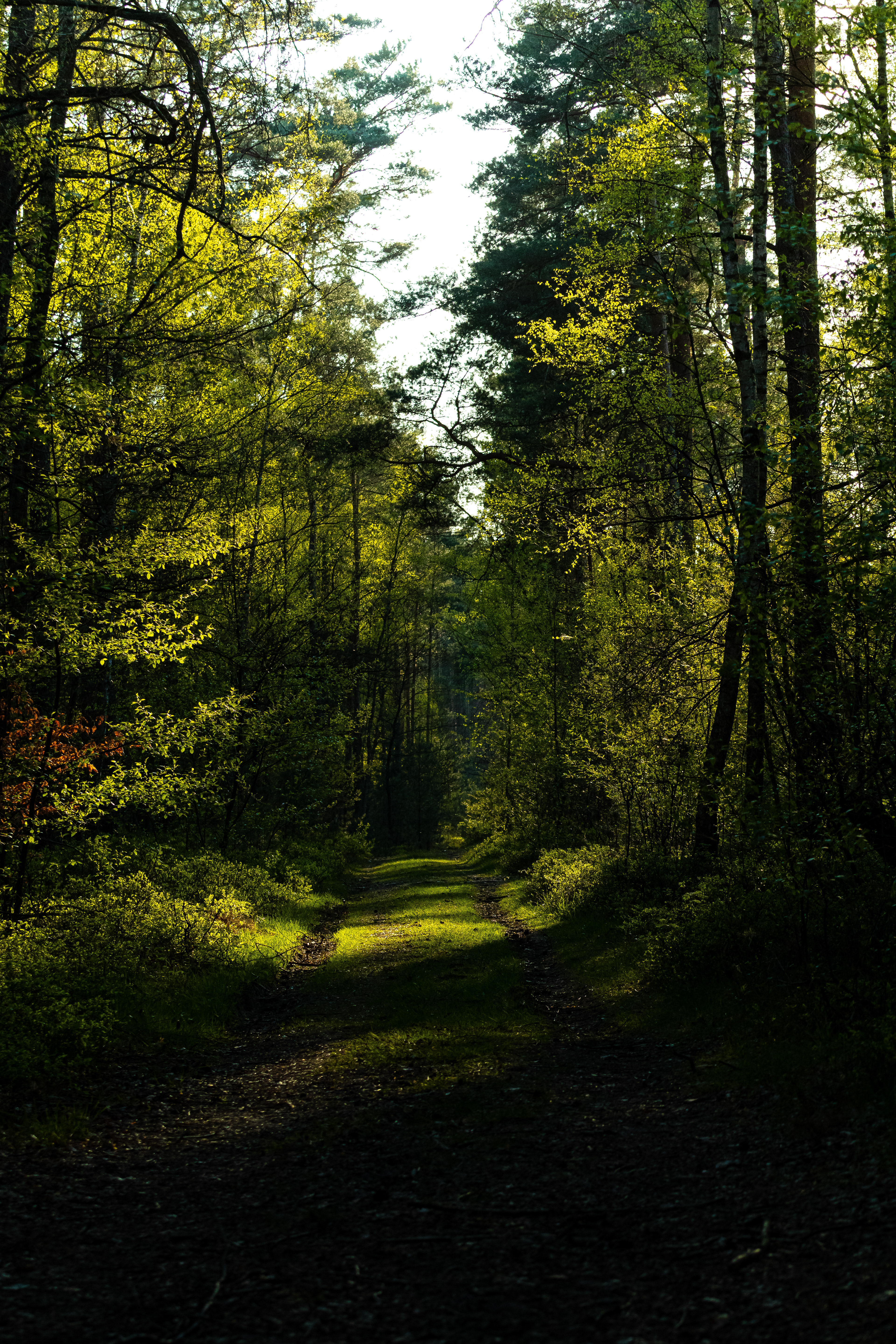 Golden Woods