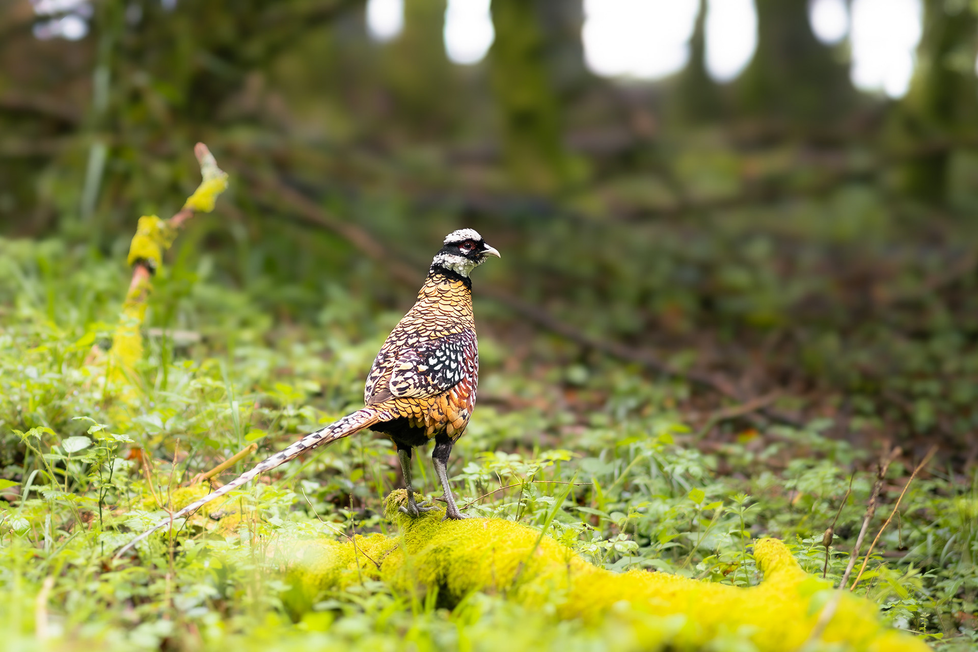 royal pheasant in france