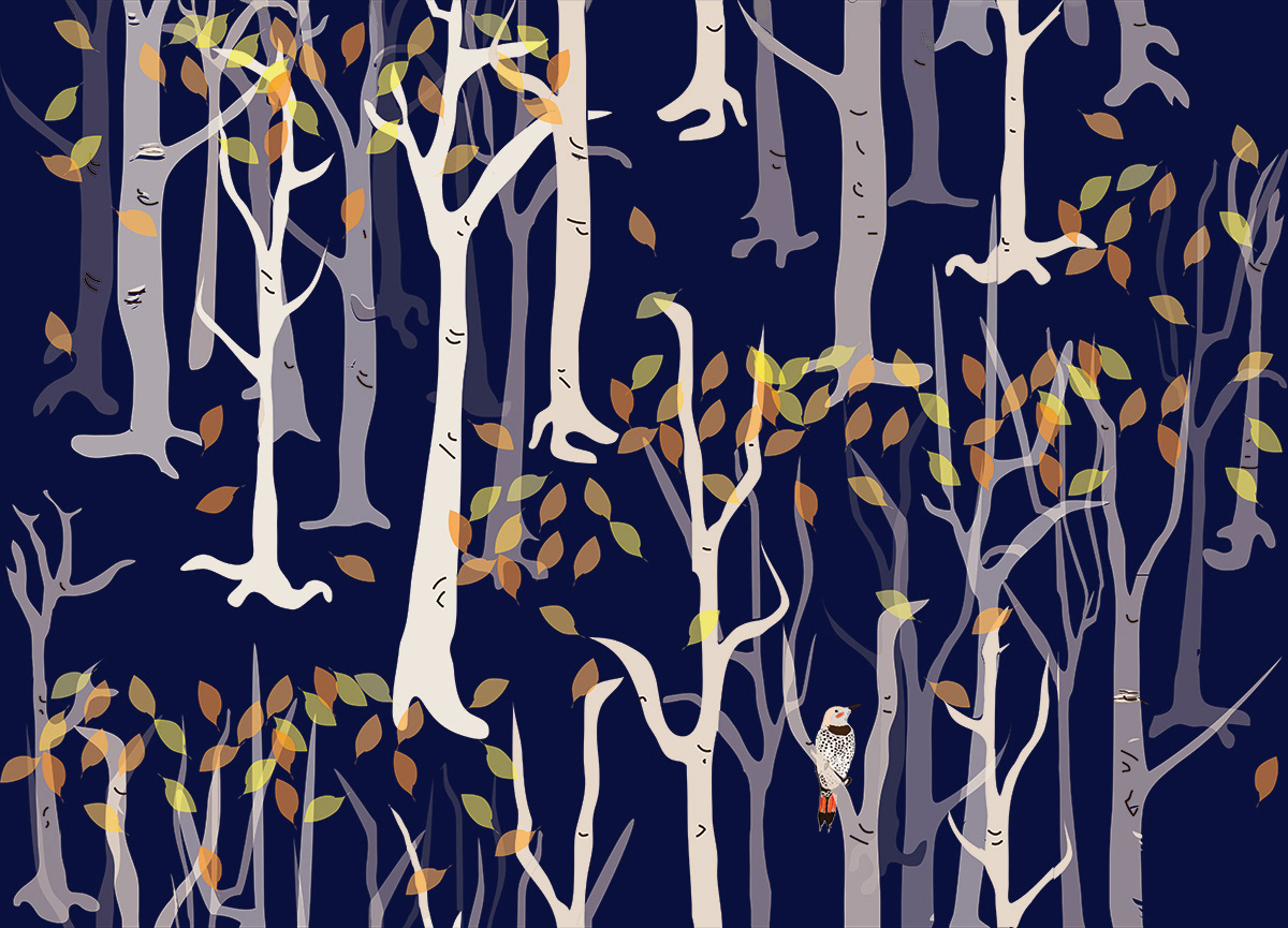 Birches with flicker in blue