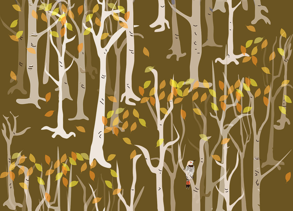 Birches with flicker in gold