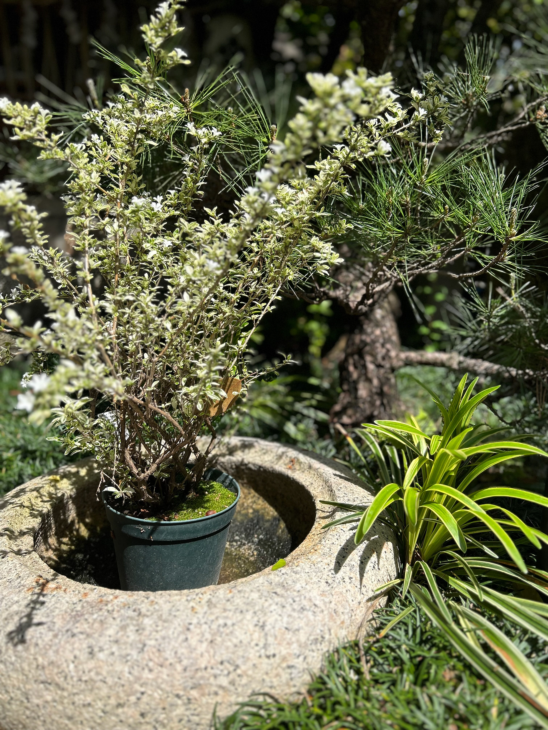 Garden Section
