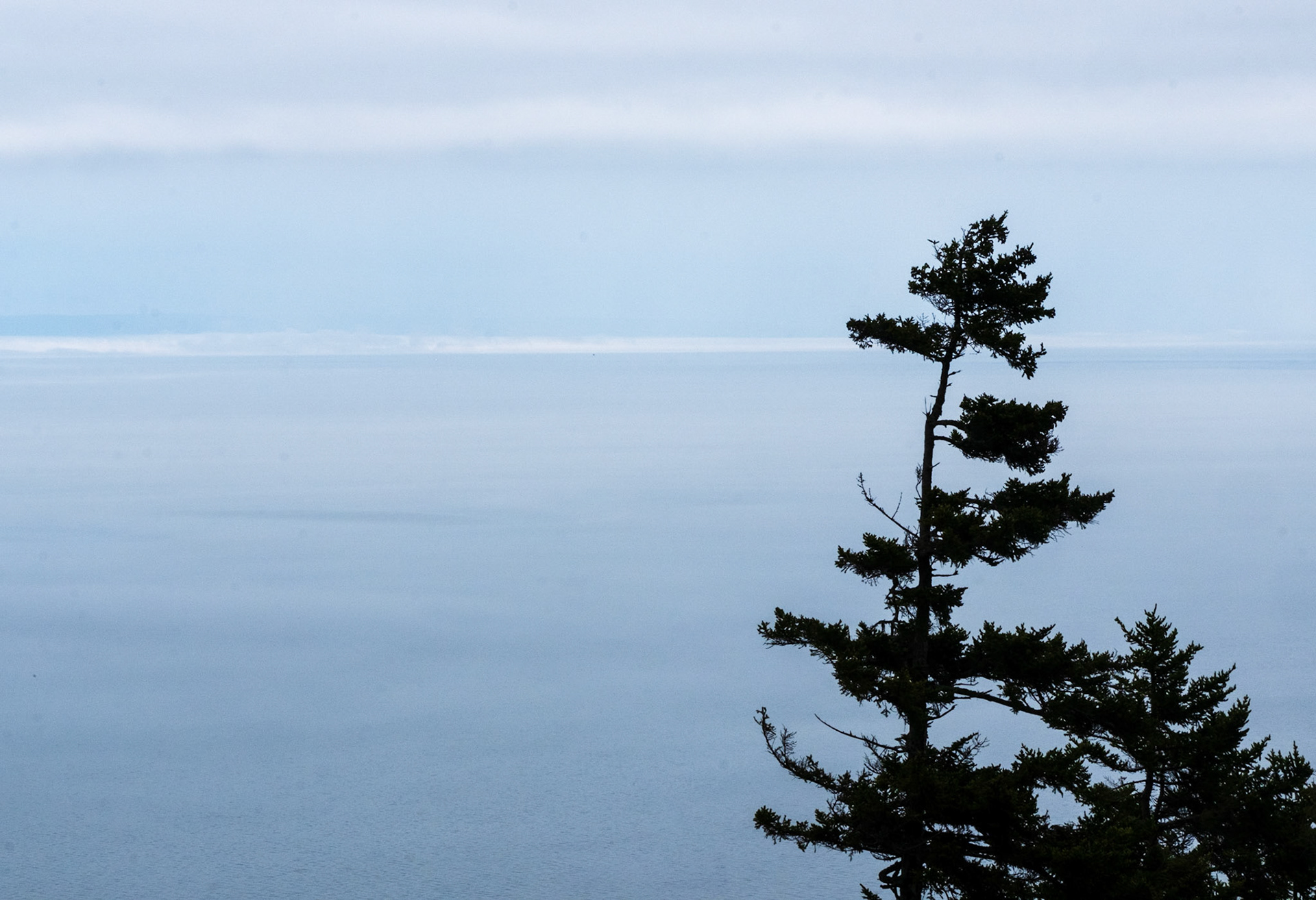 Arbre avec vue / tree with a view