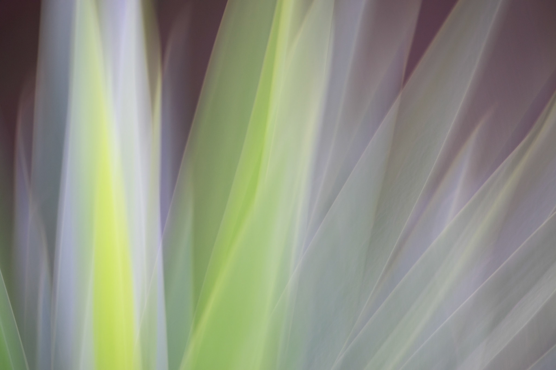 Aloe -Aloés
