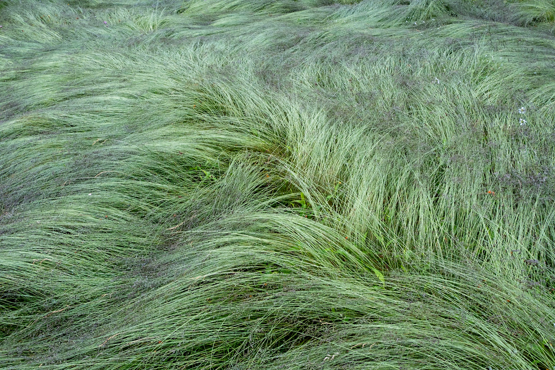 Peigné par le vent / Brushed by the wind