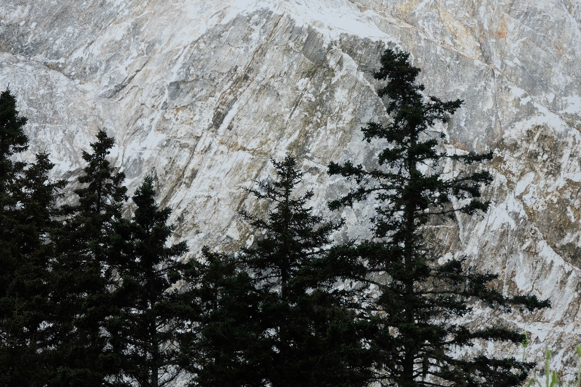 Arbres en avant / Trees on Show
