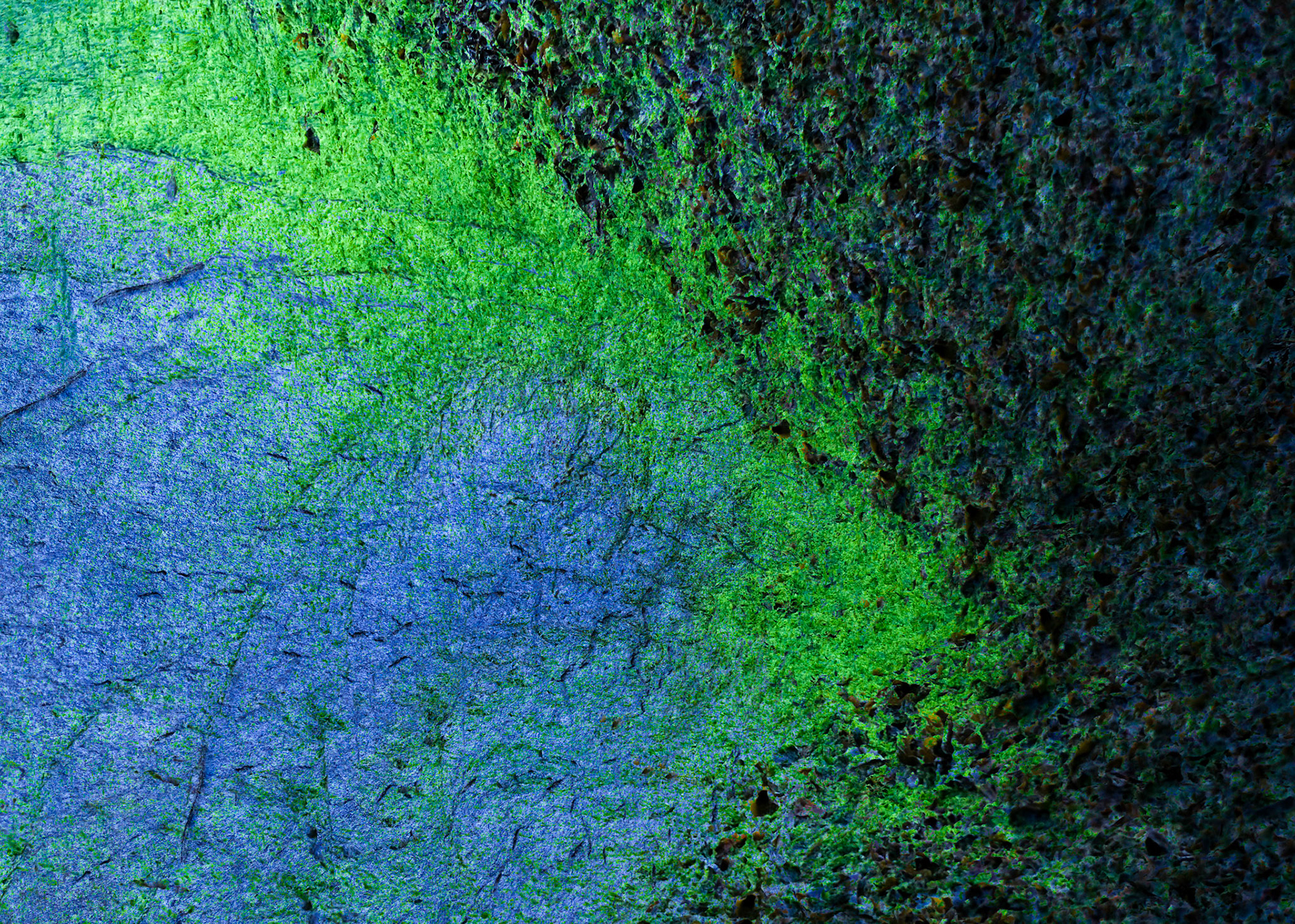Sea Algae - Algue de mer