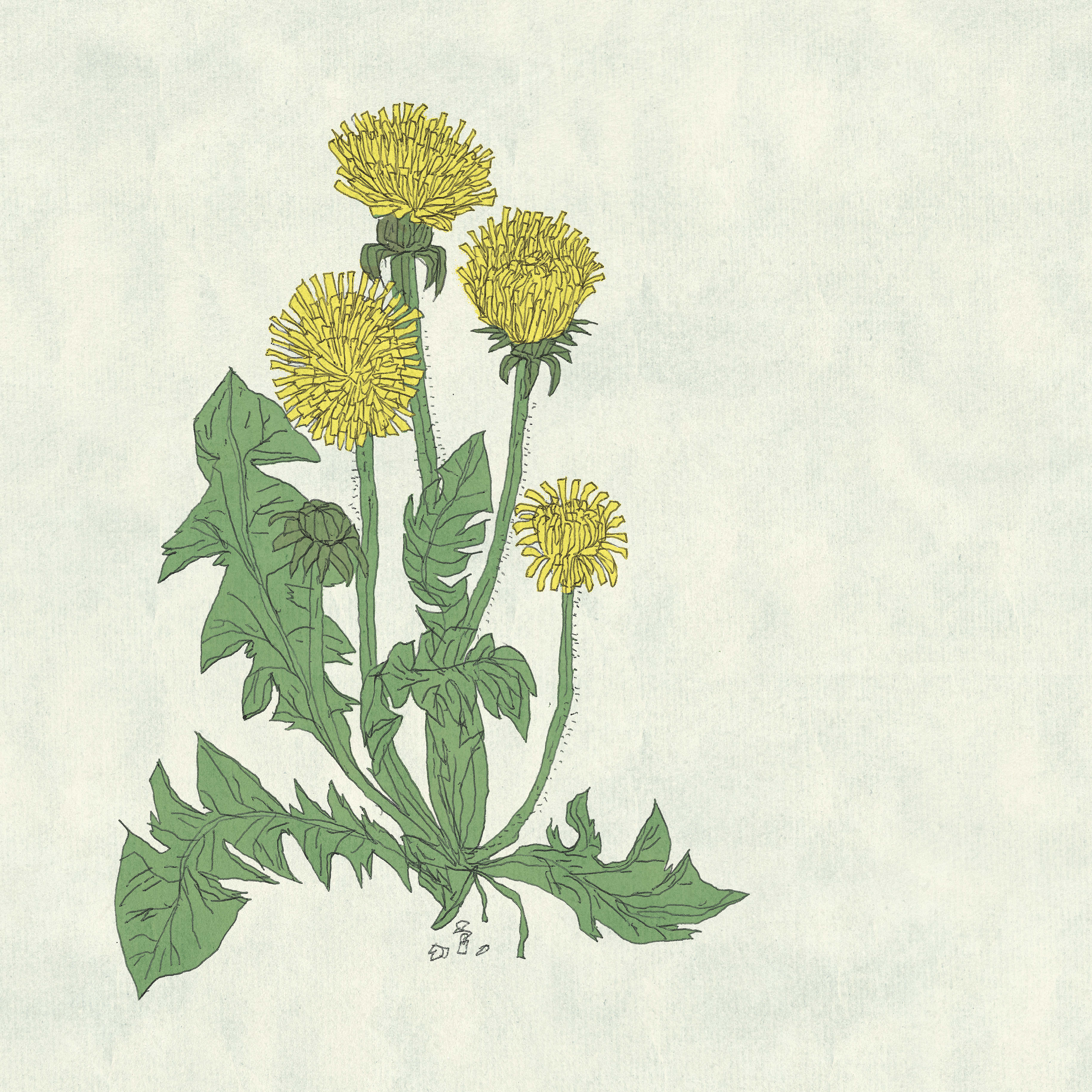 HERBARIUM - TARAXACUM OFFICINALE, personal project 2023