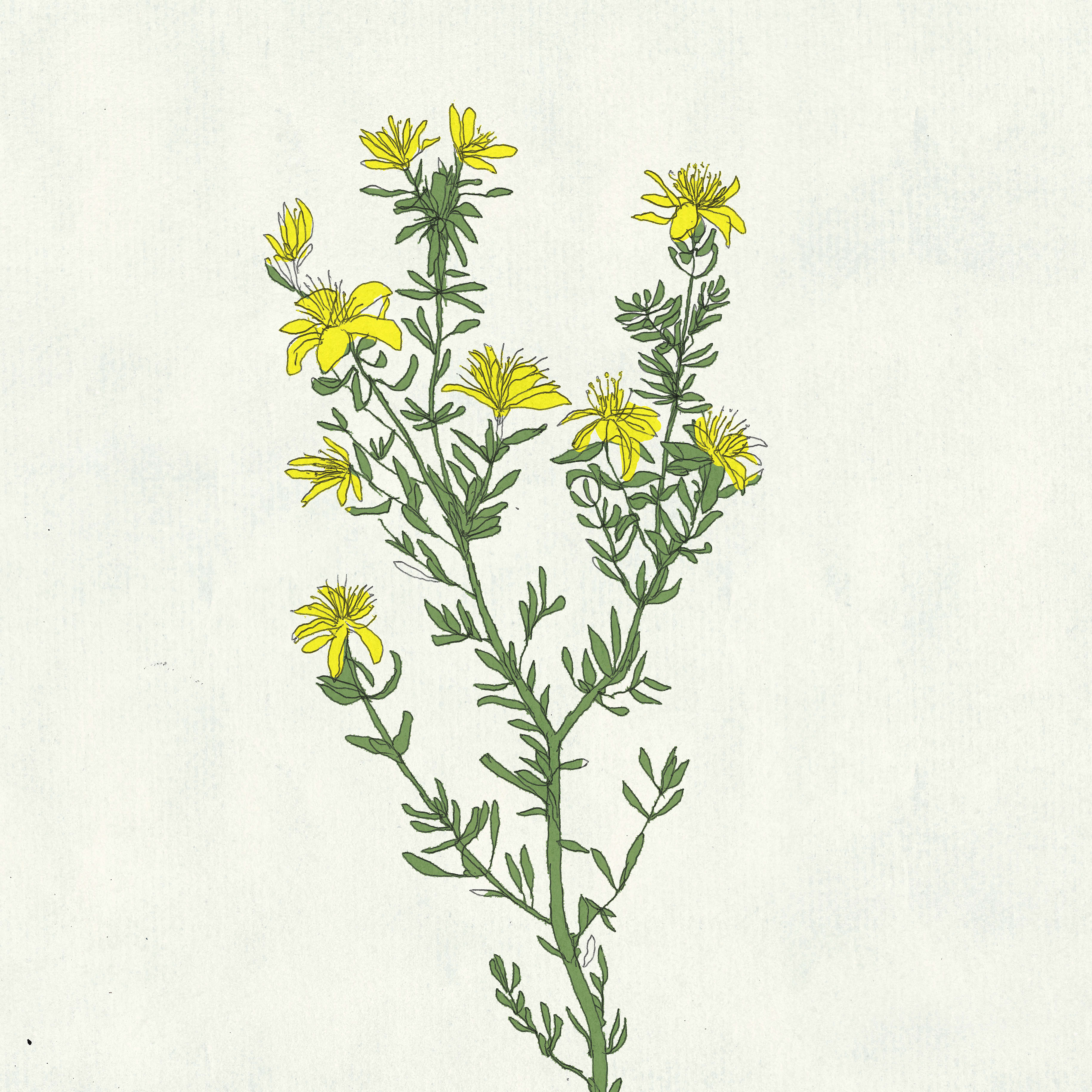 HERBARIUM - HYPERICUM PERFORATUM, personal project 2023