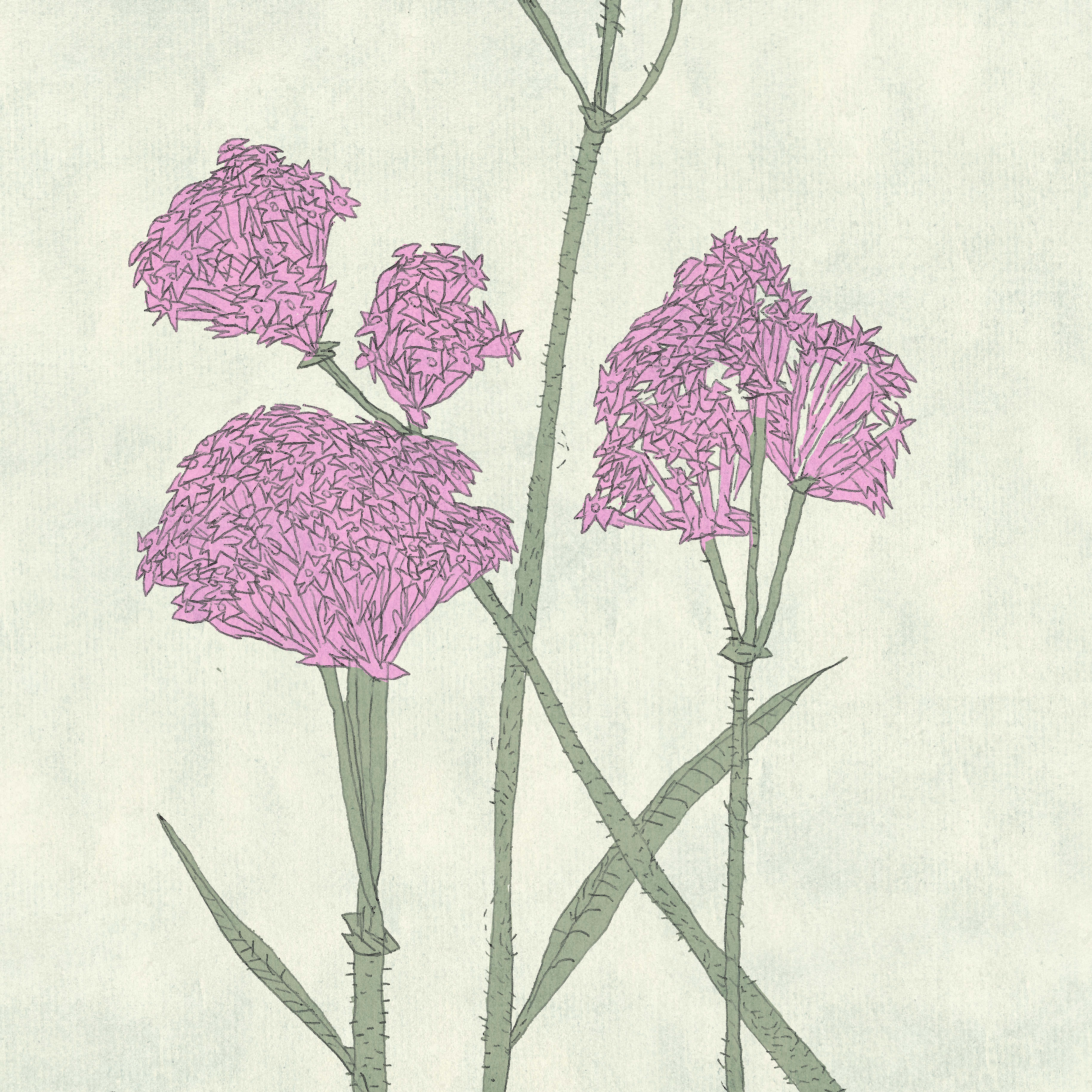 HERBARIUM - VERBENA BONARIENSIS, personal project 2023