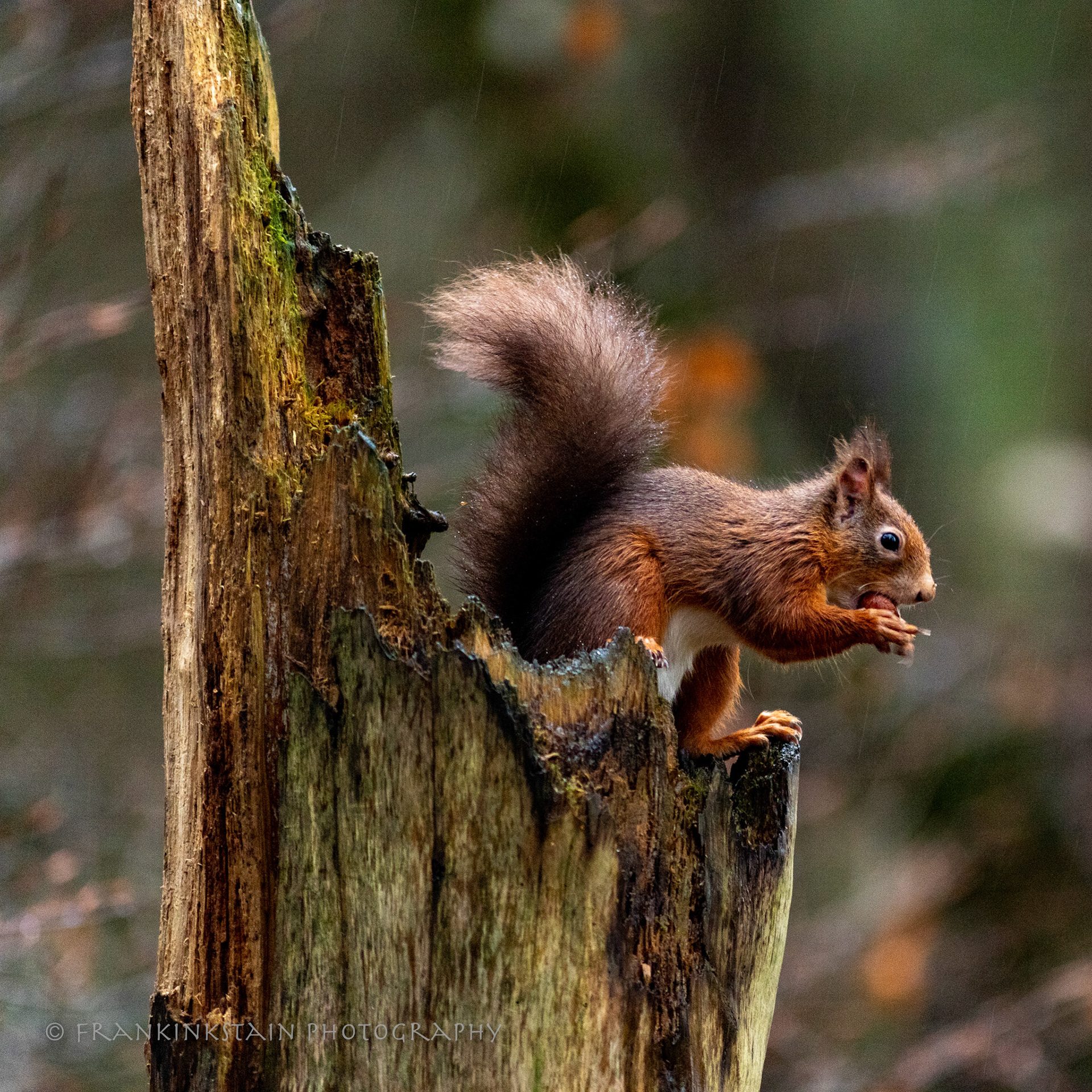 RED SQUIRREL