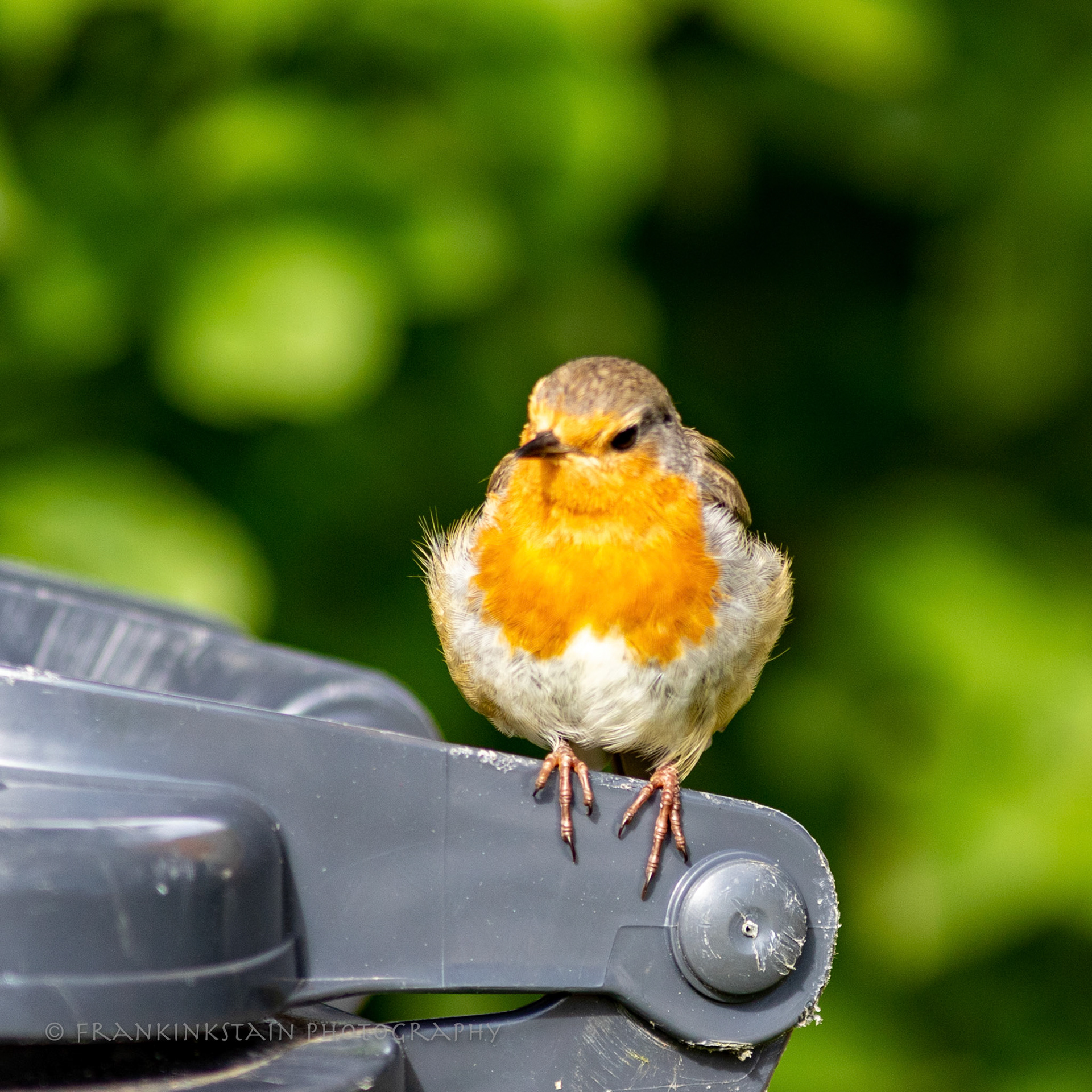 Robin inspecting Hope Cottage