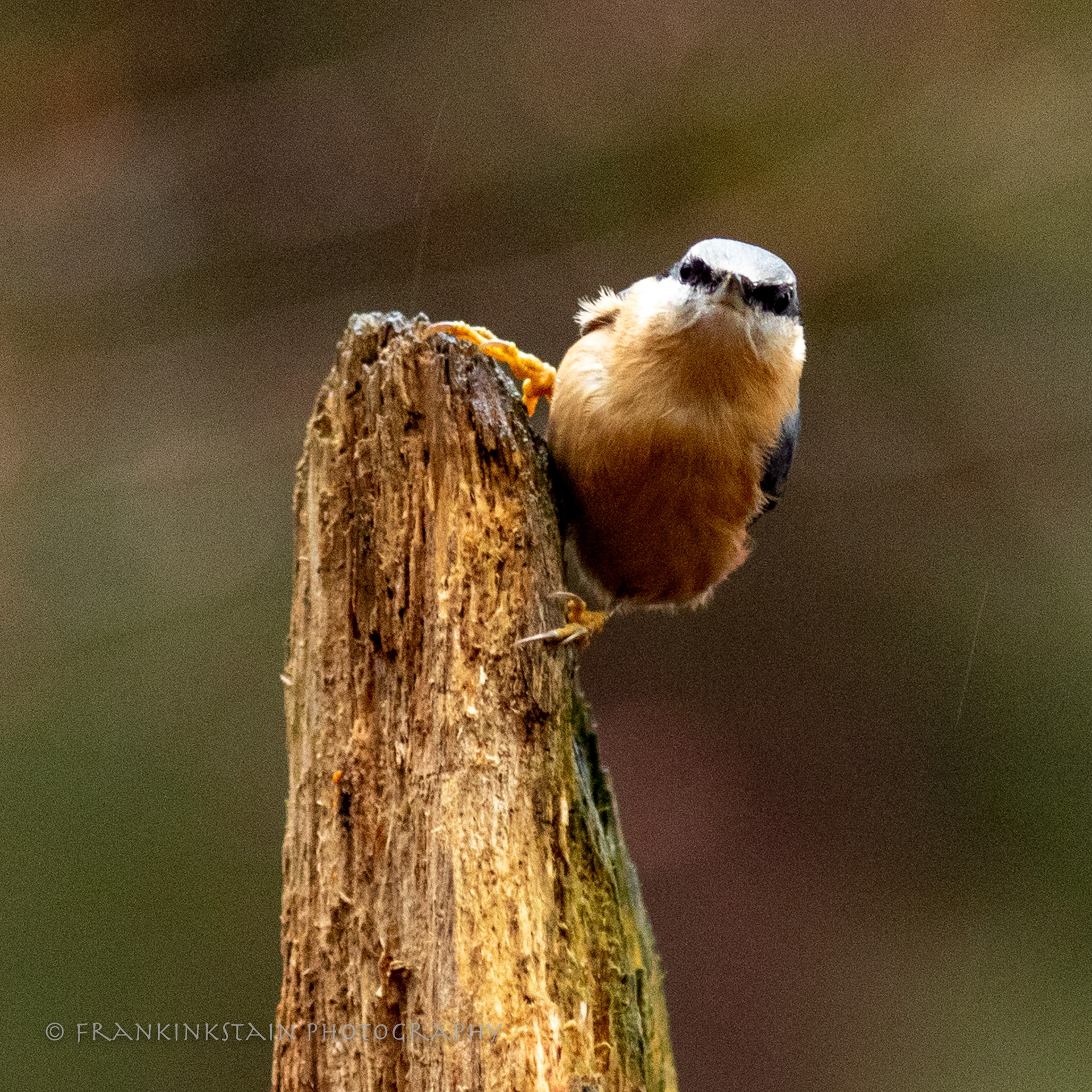 NUTHATCH