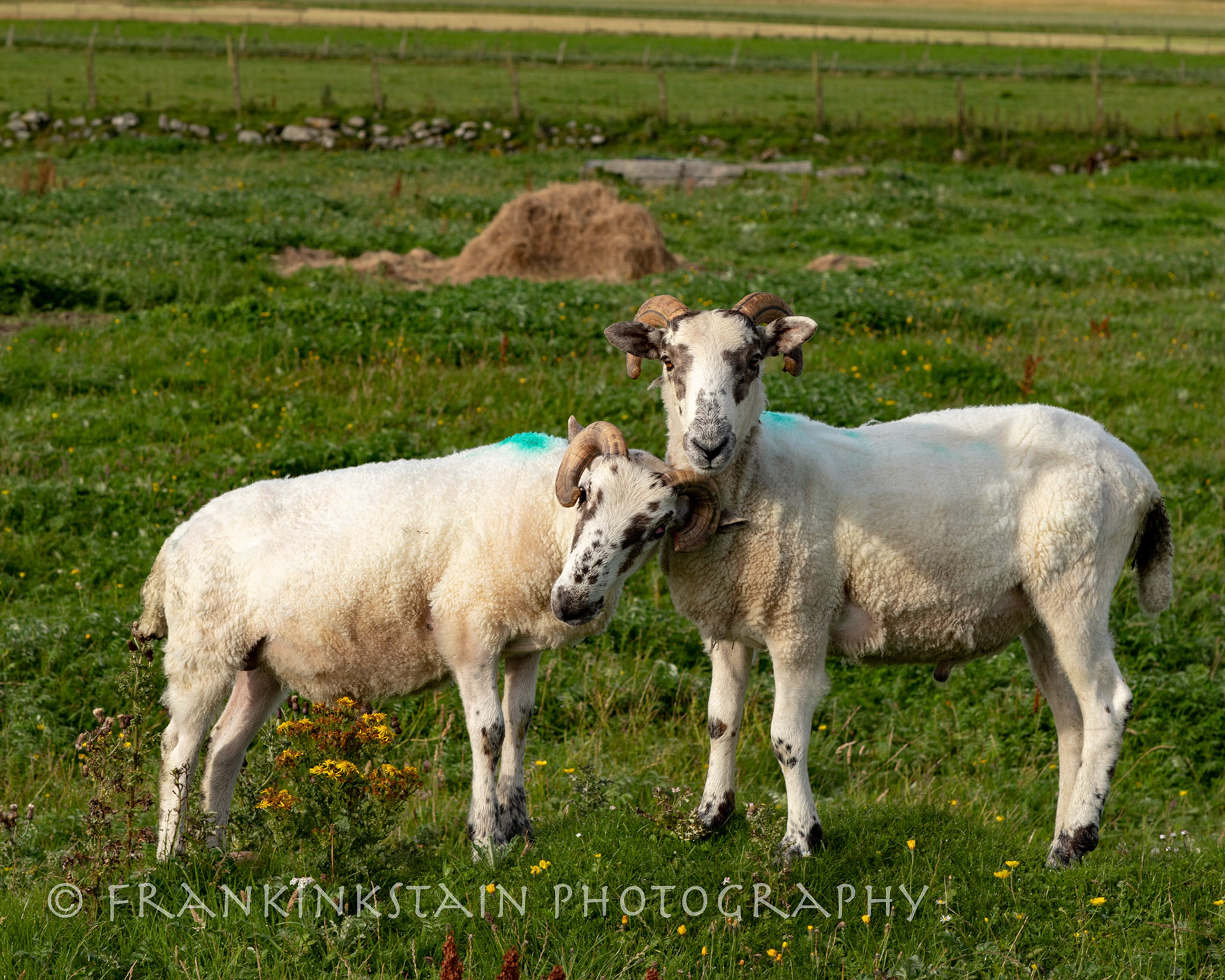 Pals - N.Uist
