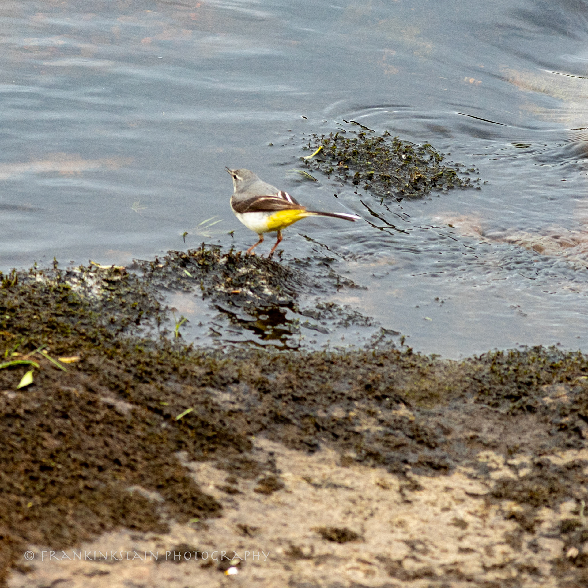 Grey Wagtail - Blackwaterfoot burn