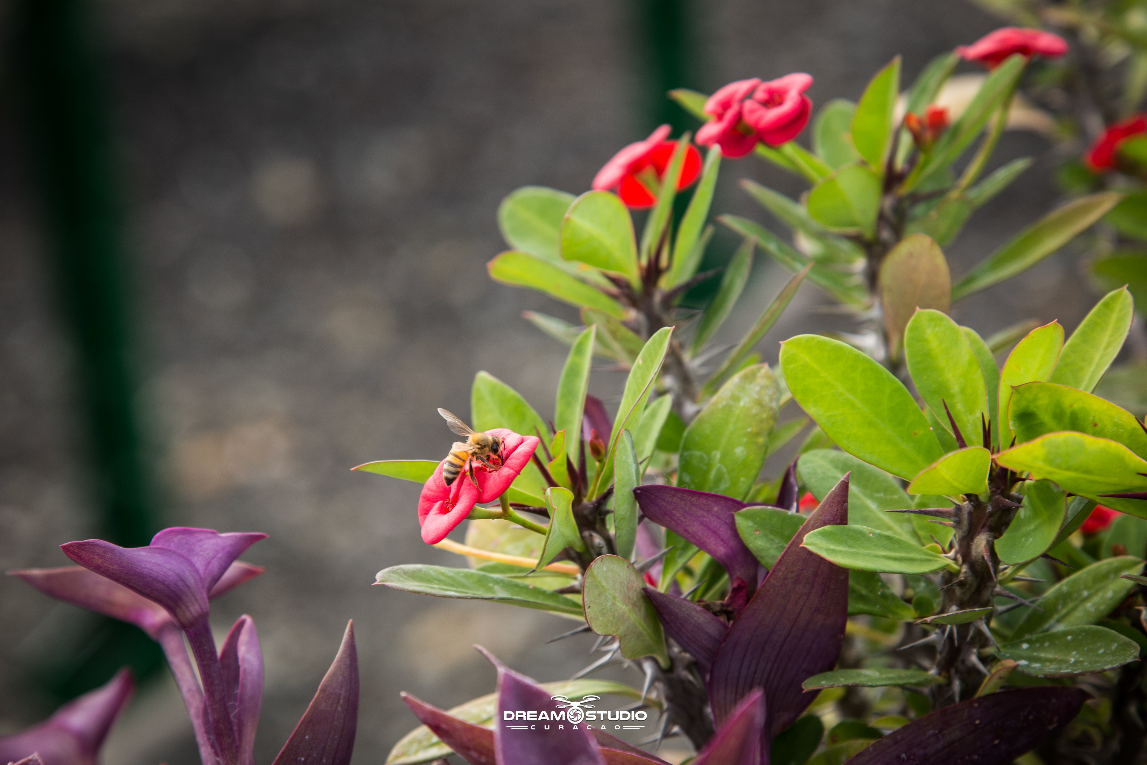 Hoekstra landscapers
