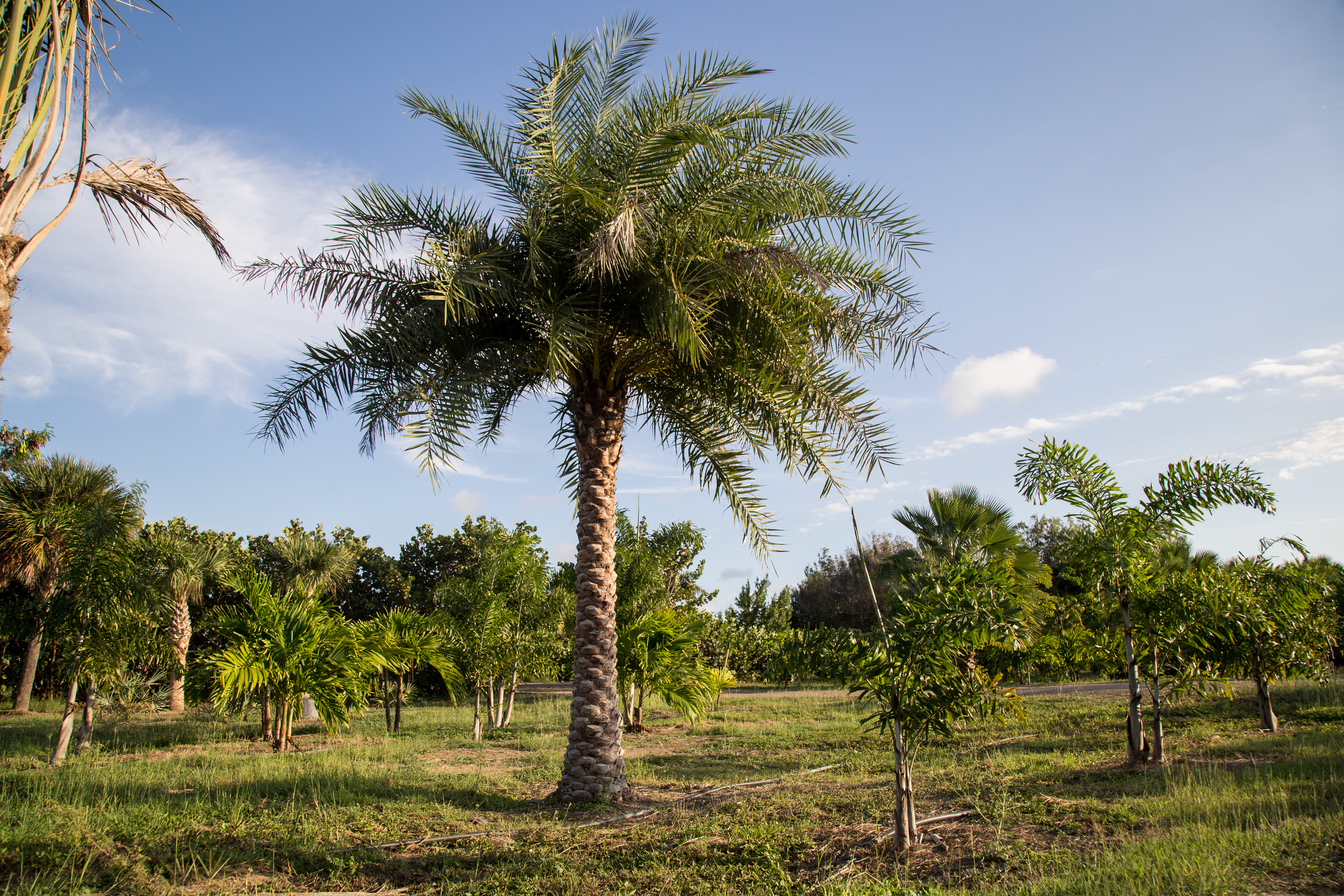 Hoekstra landscapers