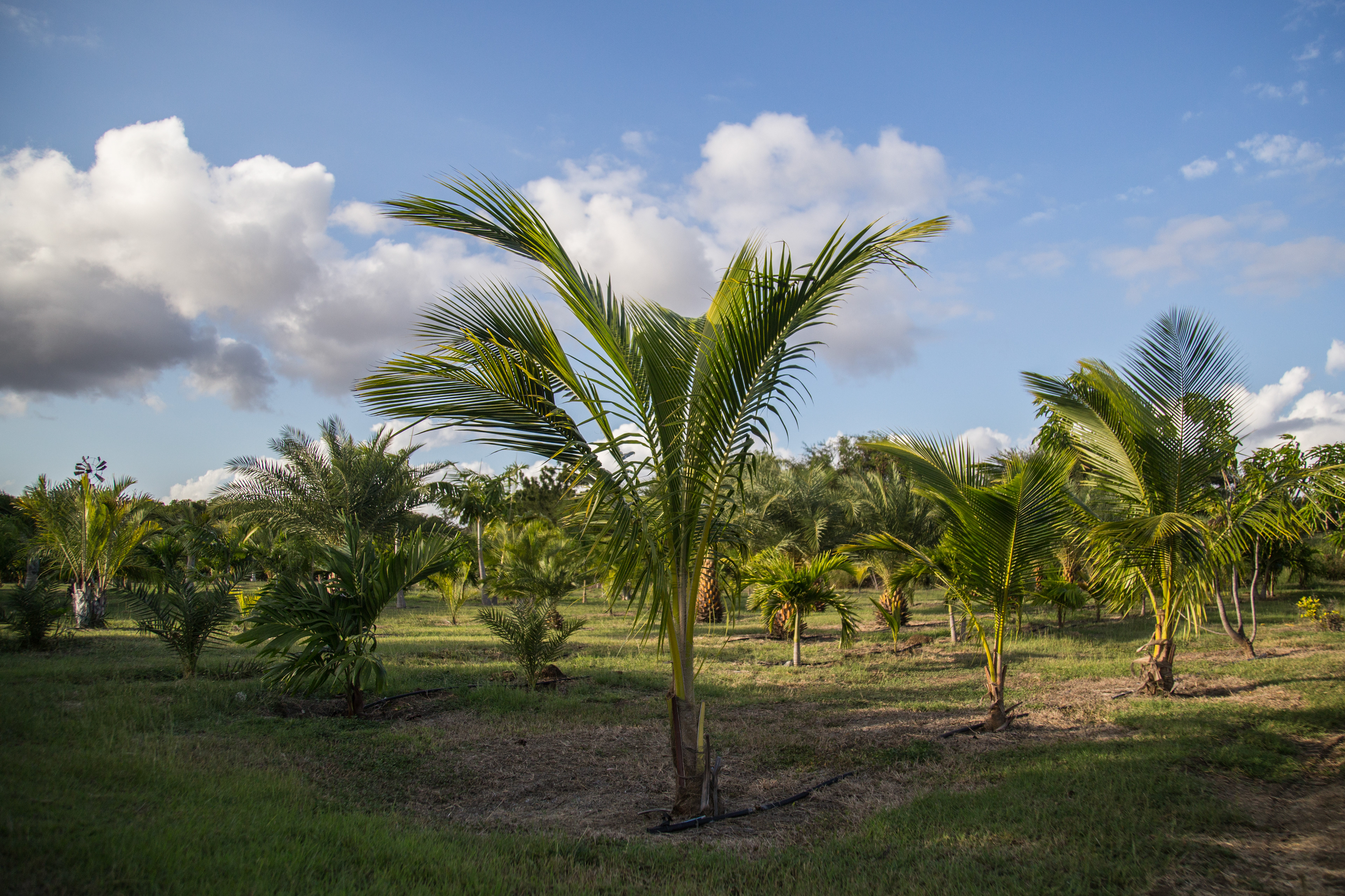 Hoekstra landscapers