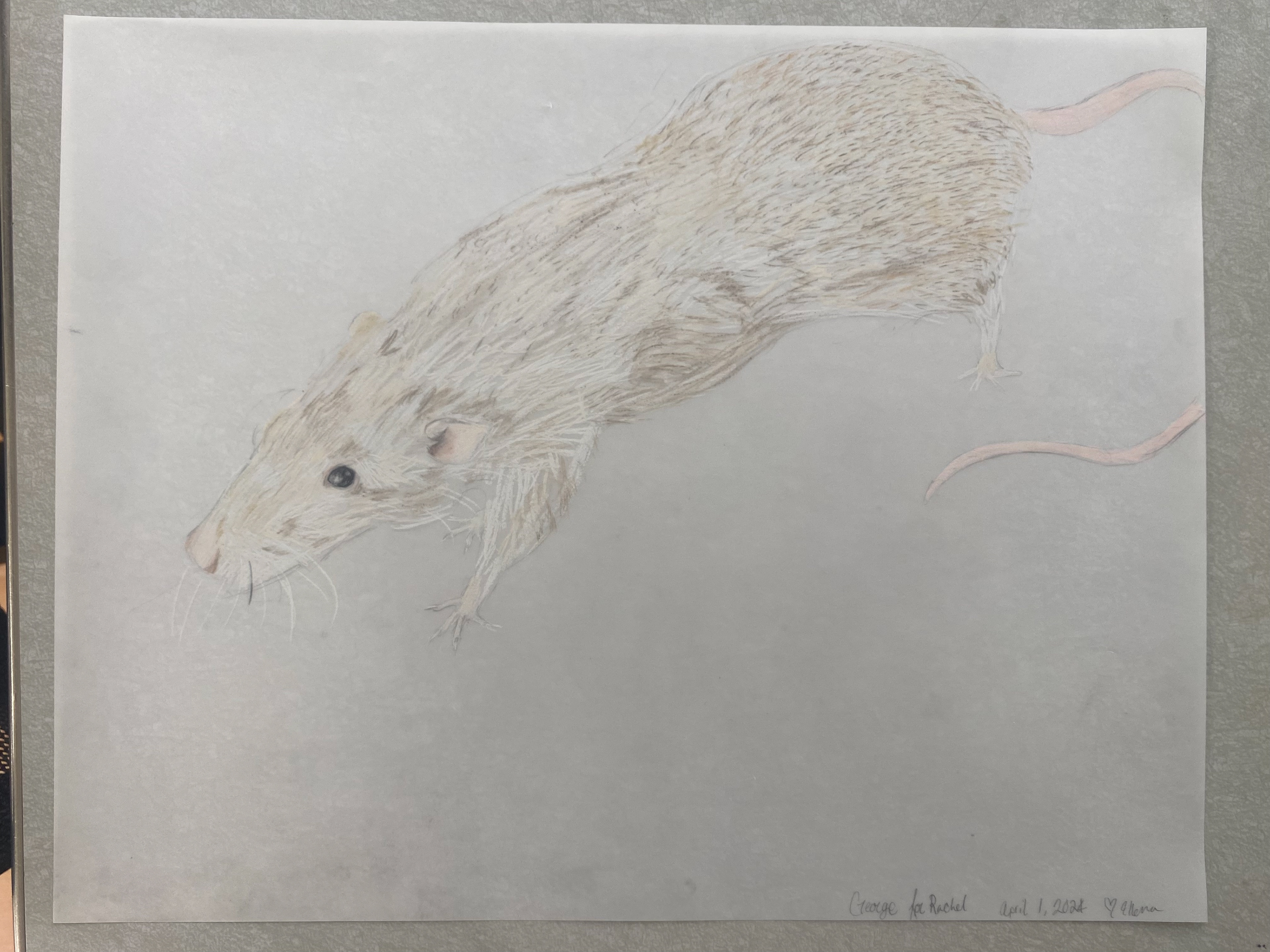 Portrait of George for Rachel, graphite and colored pencil on vellum, 2024