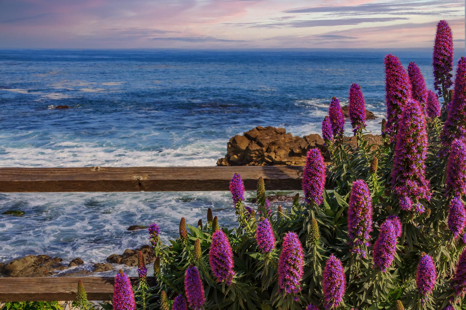 Calm Pacific Ocean with purple flowers in the foreground