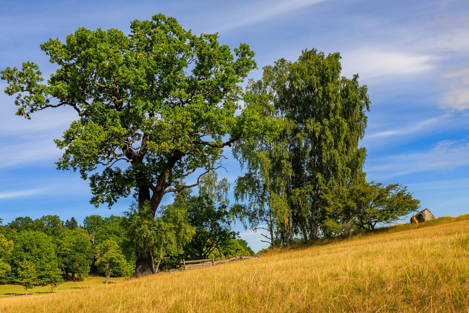 Fall landscape with fields of yellow grass and green leaves on the trees outside Stockholm