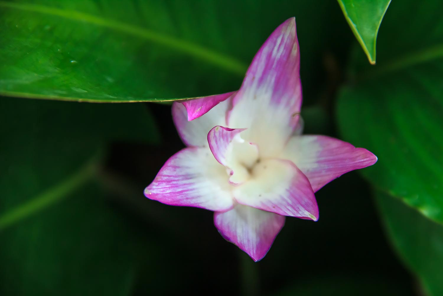 Delicate pink Calathea flower