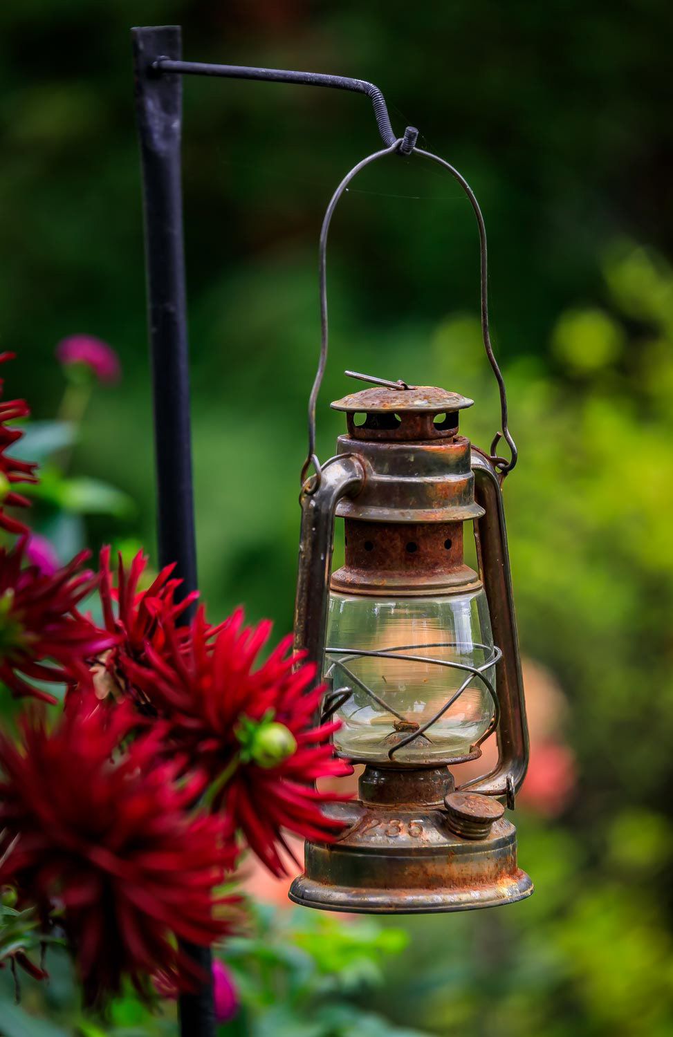 Dark red aster flowers with an old gas lantern near Stockholm, Sweden with background of blurred green leaves and plants