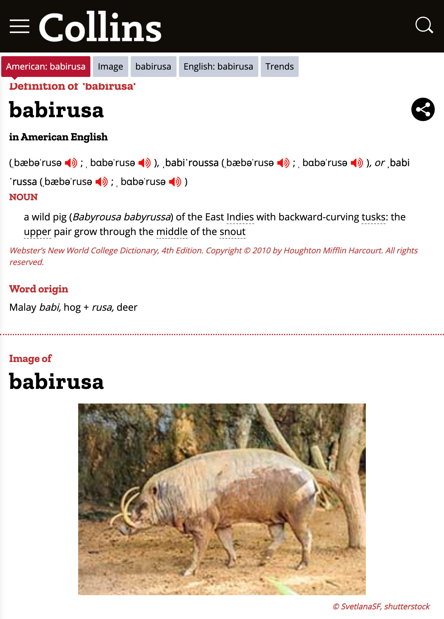 Collins Dictionary: Babirusa