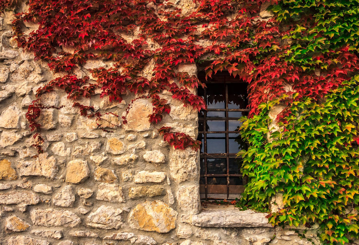 Ivy covered medieval wall in Eze Village in the South of France along the Mediterranean Sea
