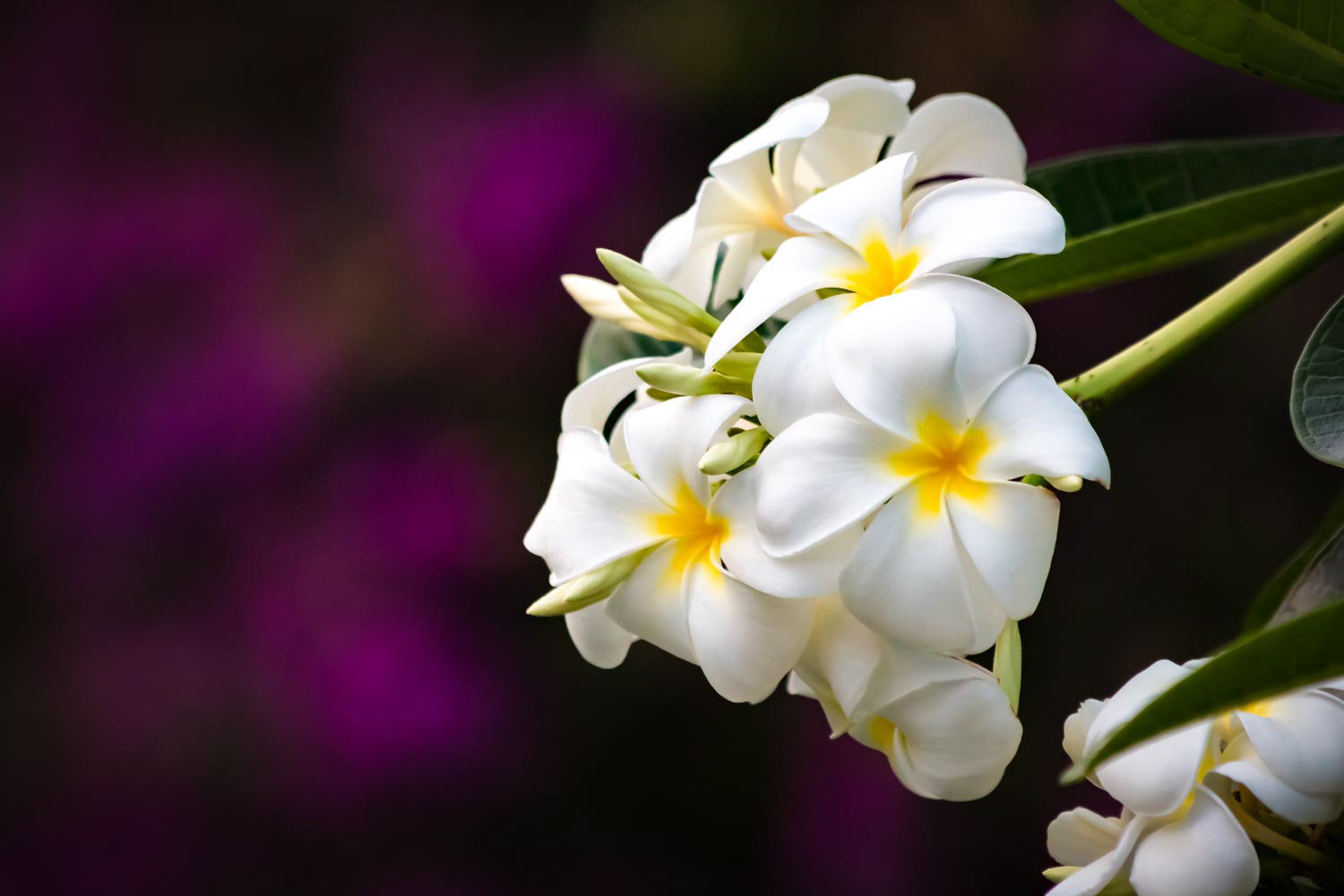 White plumeria blossom
