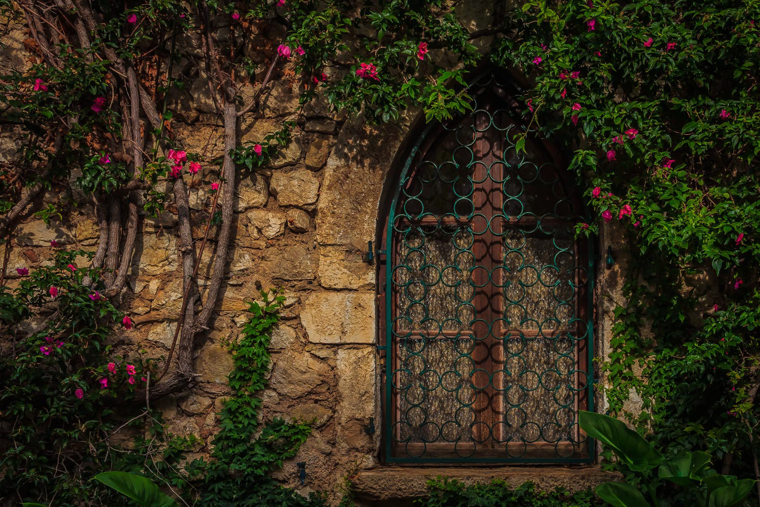 Ivy covered medieval wall in Eze Village in the South of France along the Mediterranean Sea