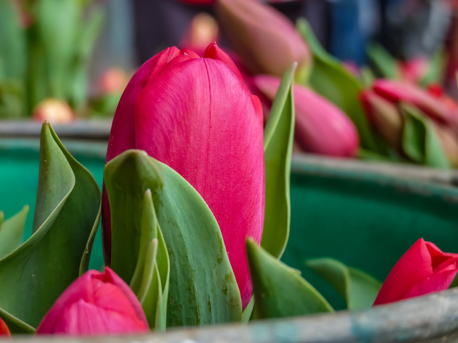 Tulips in buckets at a Farmers Market in San Francisco