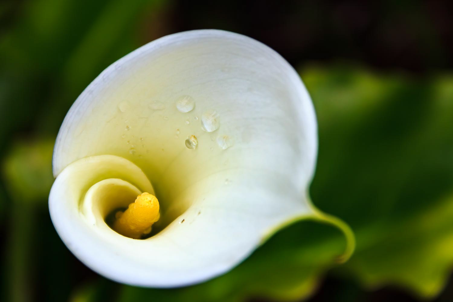 White calla lily with water droplets on the flower