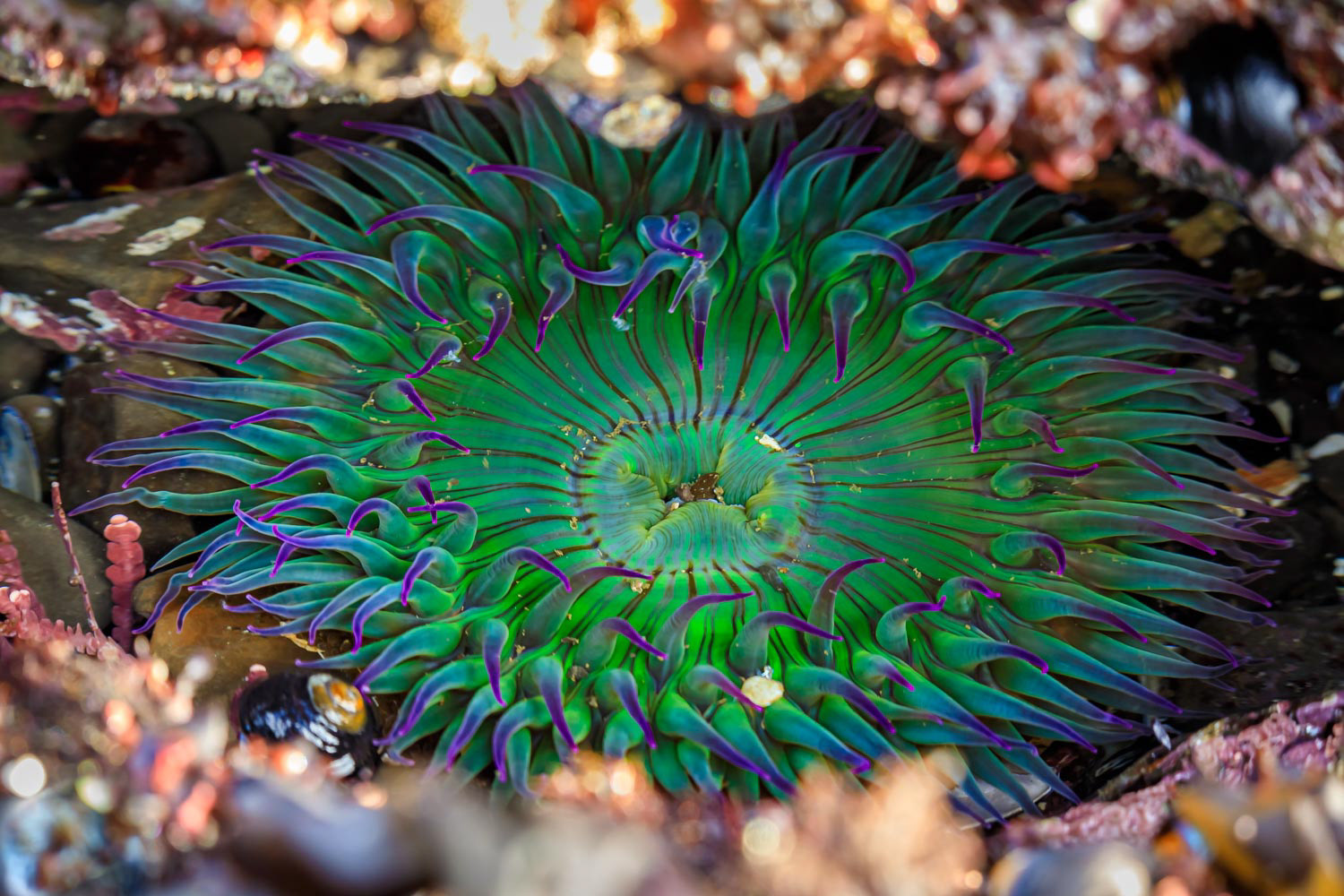 Giant green anemone in a tide pool at Fitzgerald Marine Reserve in Northern California, Bay Area south of San Francisco