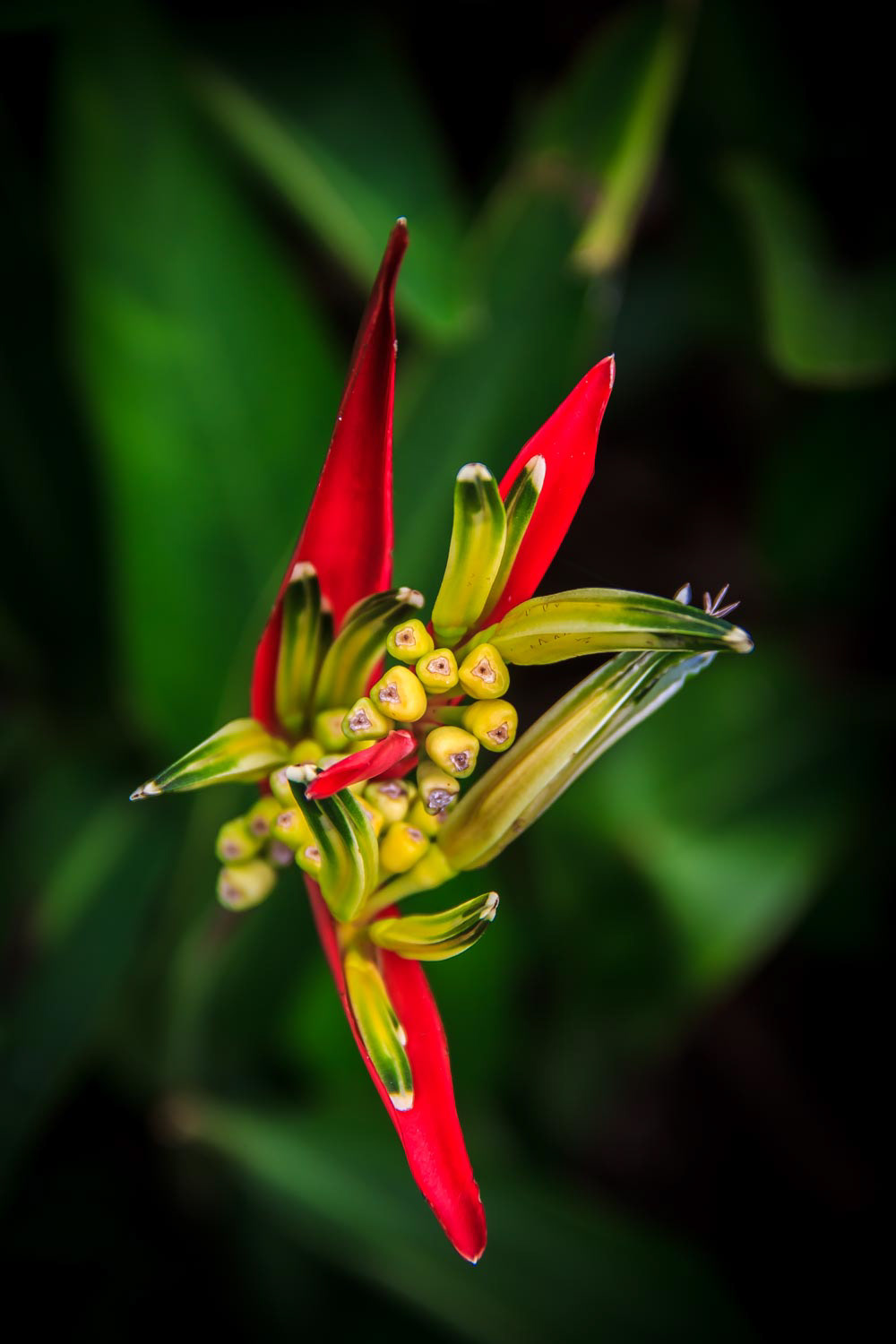 Red parakeet flower 