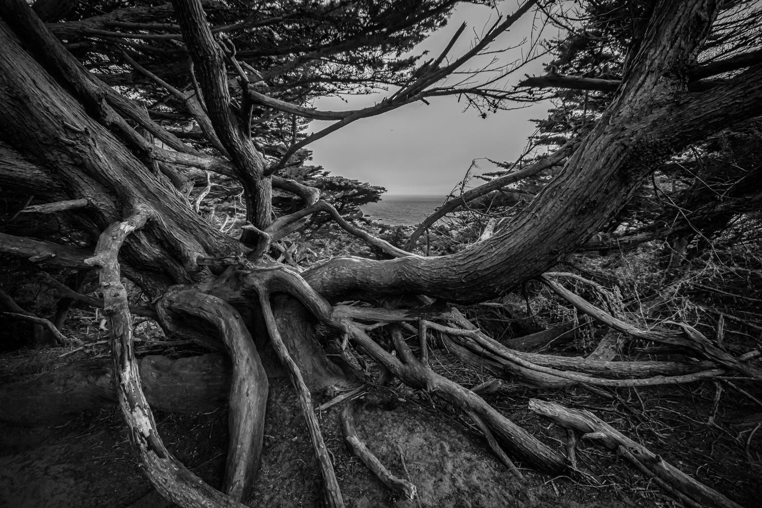 Twisted cypress tree roots on a coastal cliff on Lands End trail in San Francisco, California USA