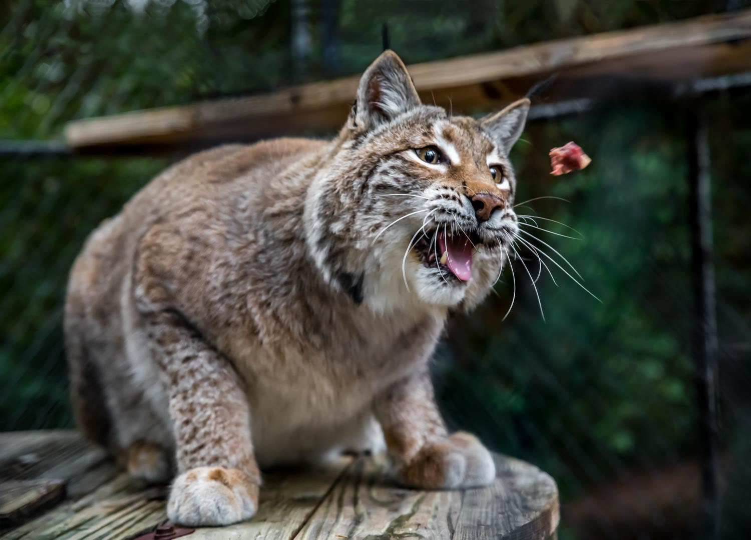 Wild American bobcat catching a piece of raw meat in a cage at a sanctuary