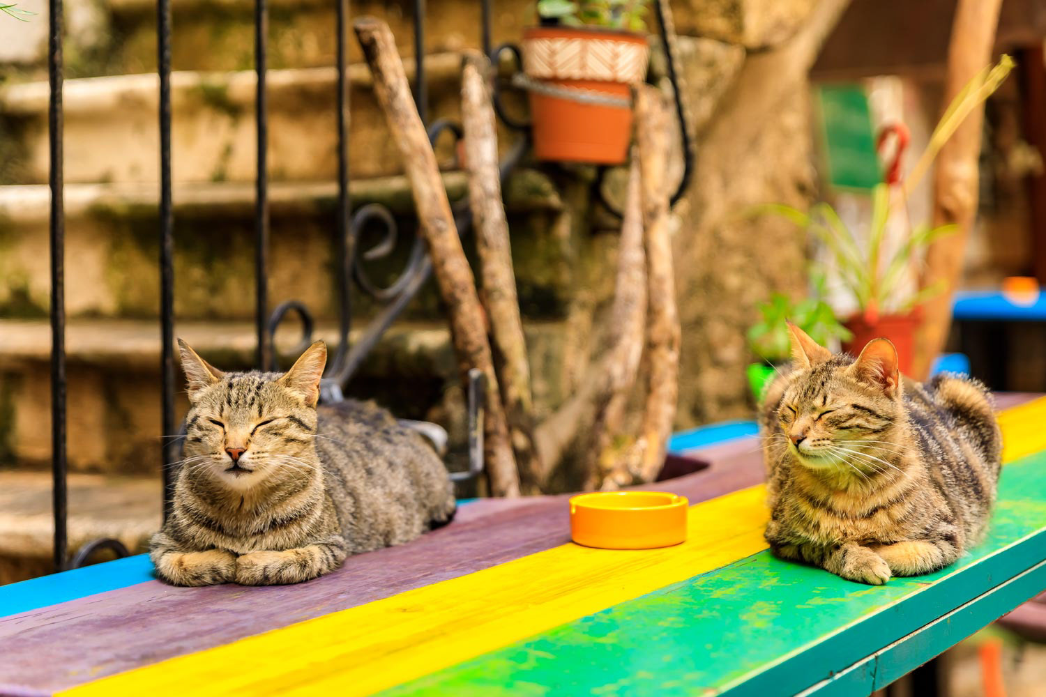 Cute feral alley cats in Budva medieval Old Town with Mediterranean stone house in the background in Montenegro, Balkans