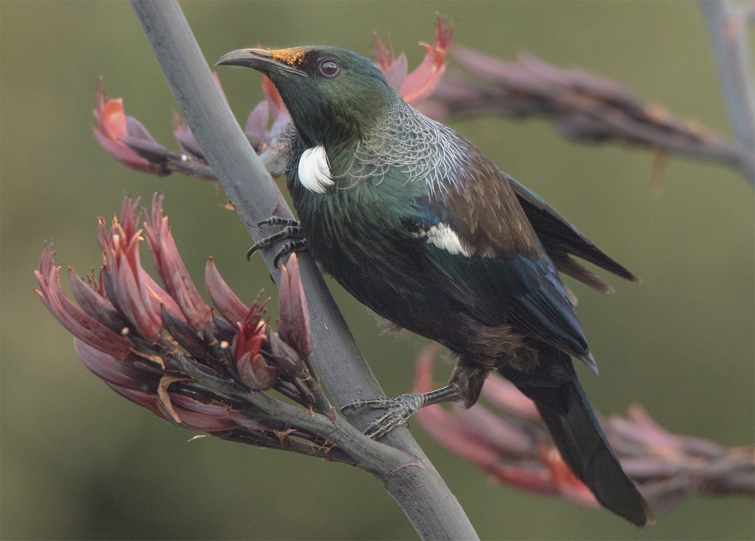 Tui