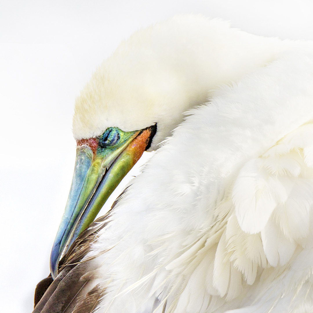 Preening Booby