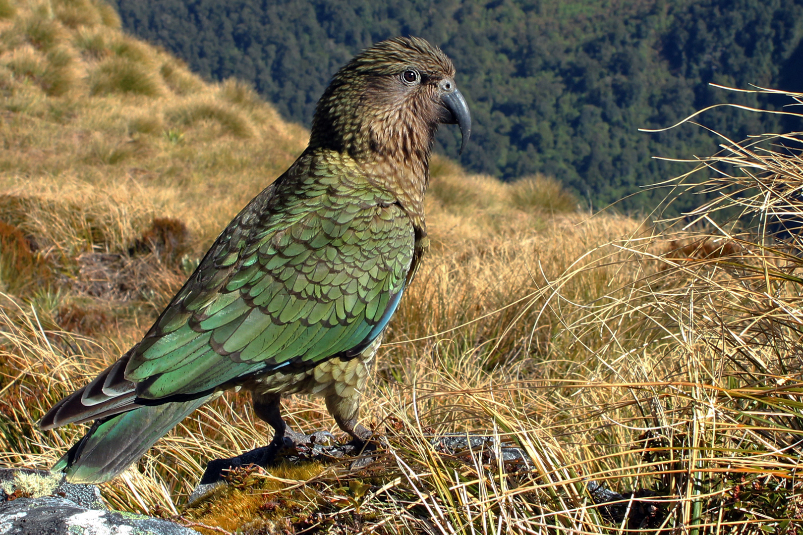 Kea