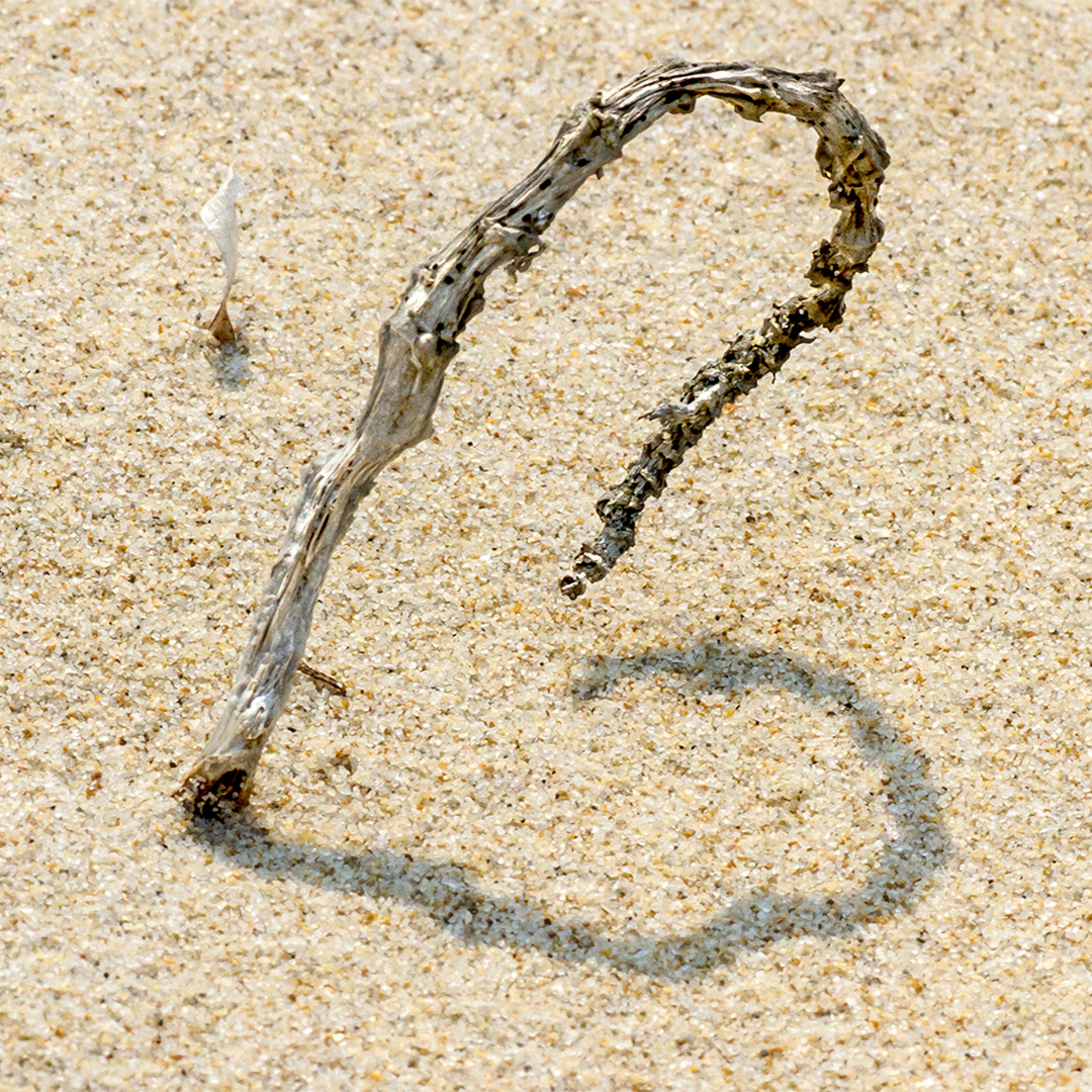 Wild love ii