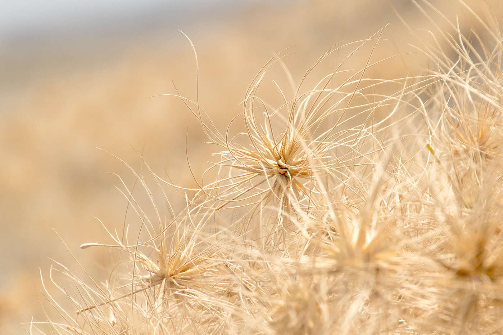 Tons of Tumbleweed