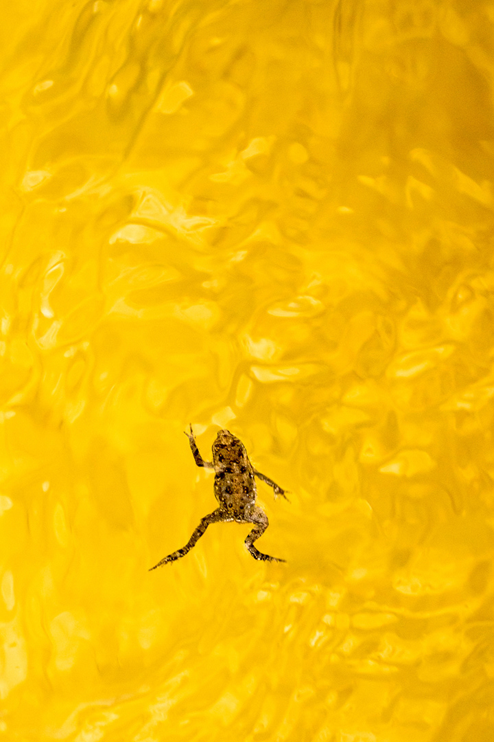 Swimming for Gold