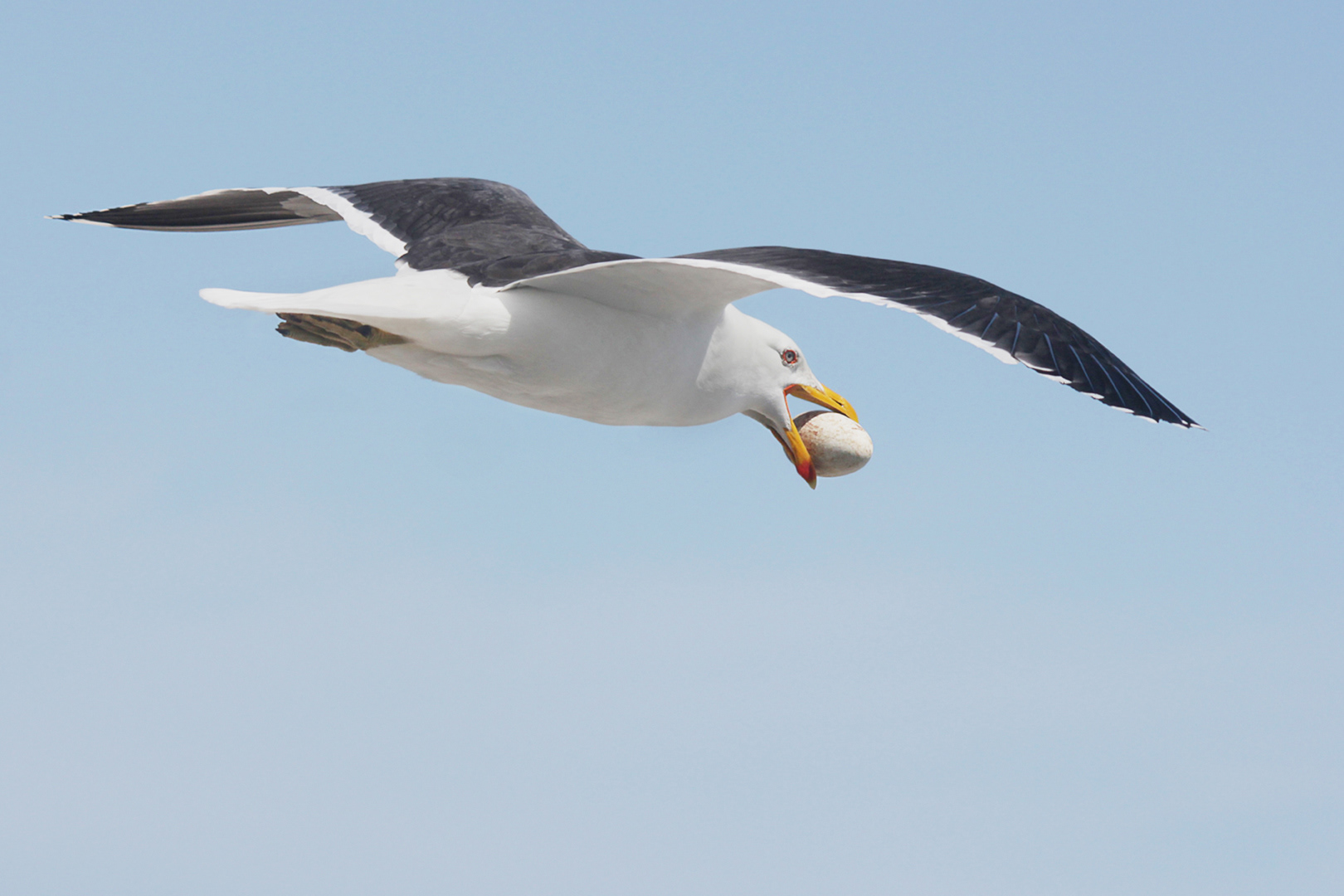 Stealing a gannet egg