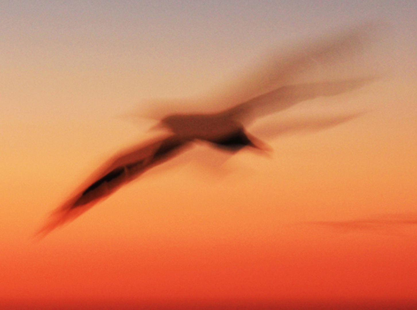 Sunset Gannet