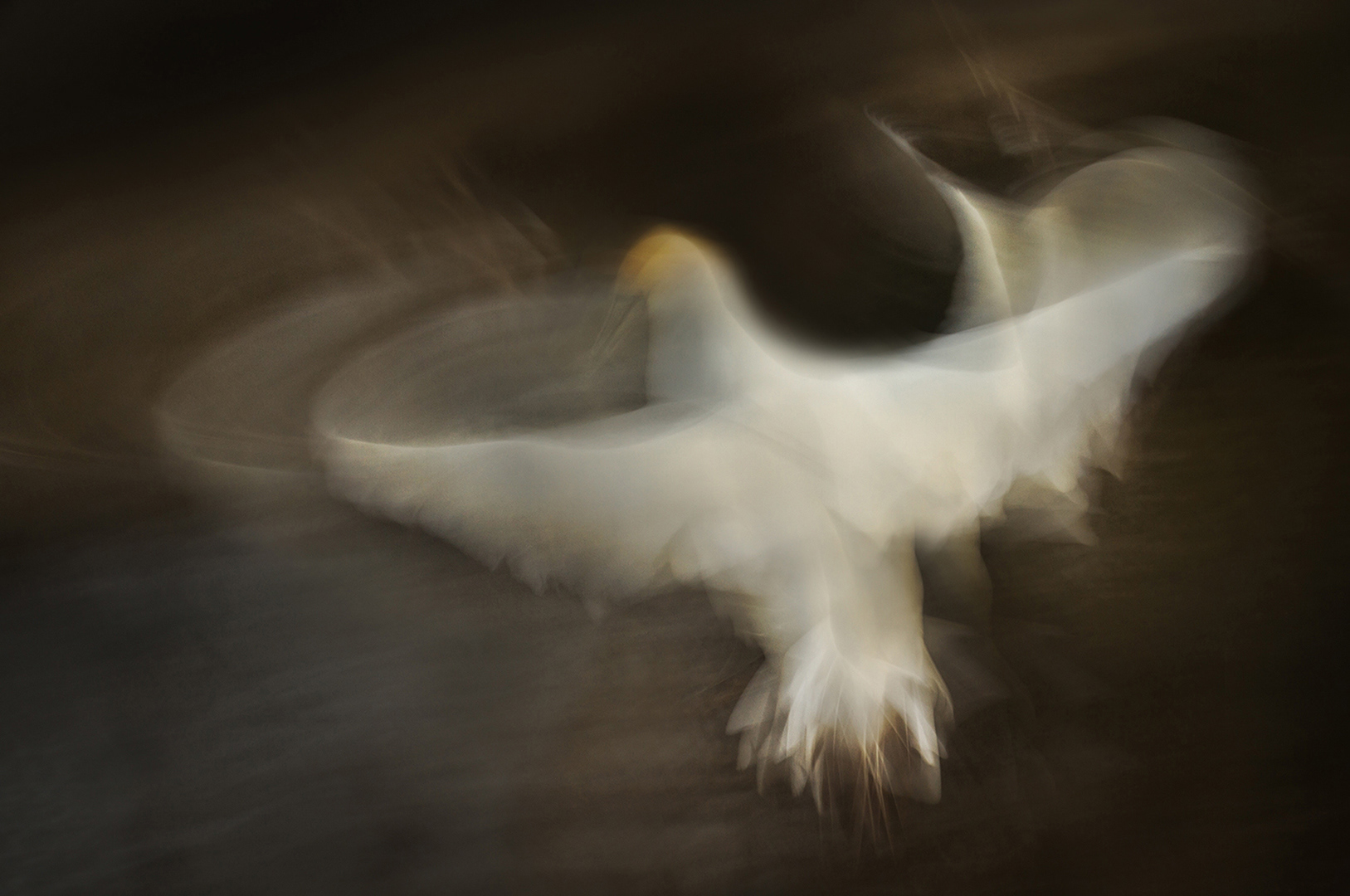 Ballerina Gannet