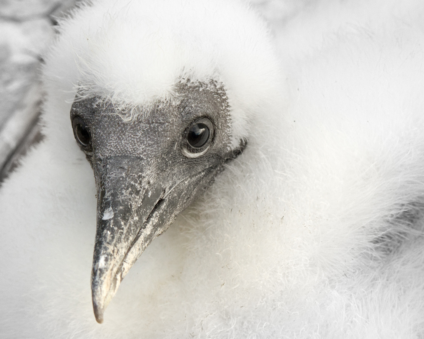 Gannet chick