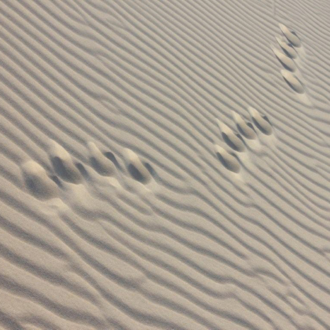 Footprints