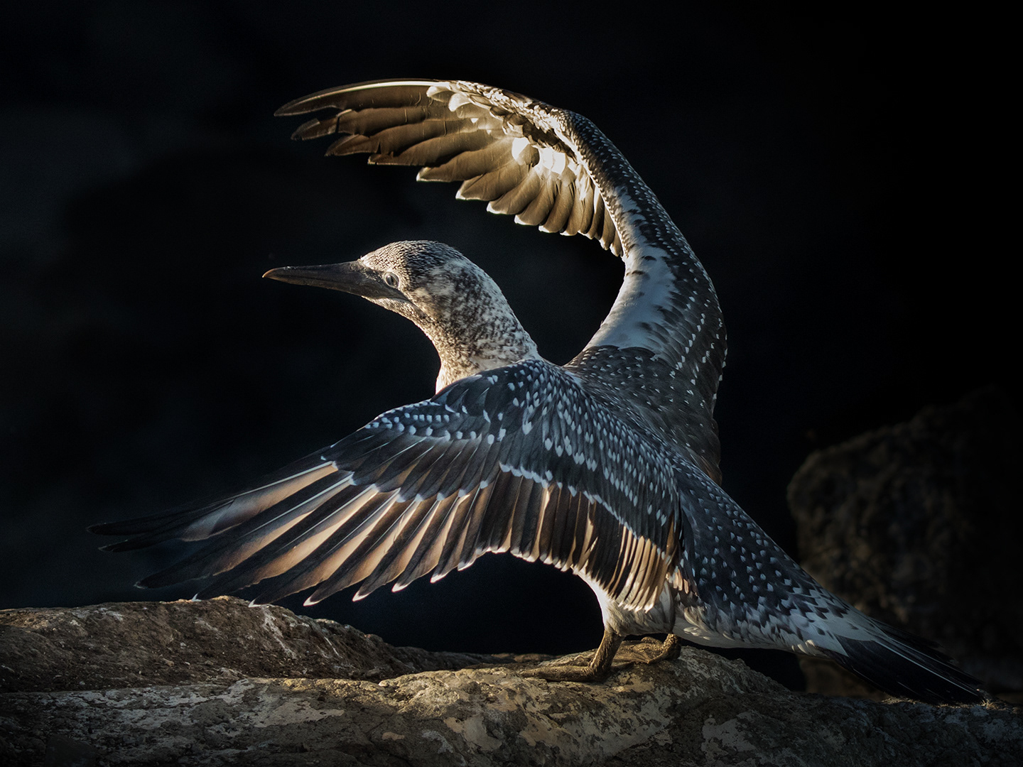 Learning to Fly