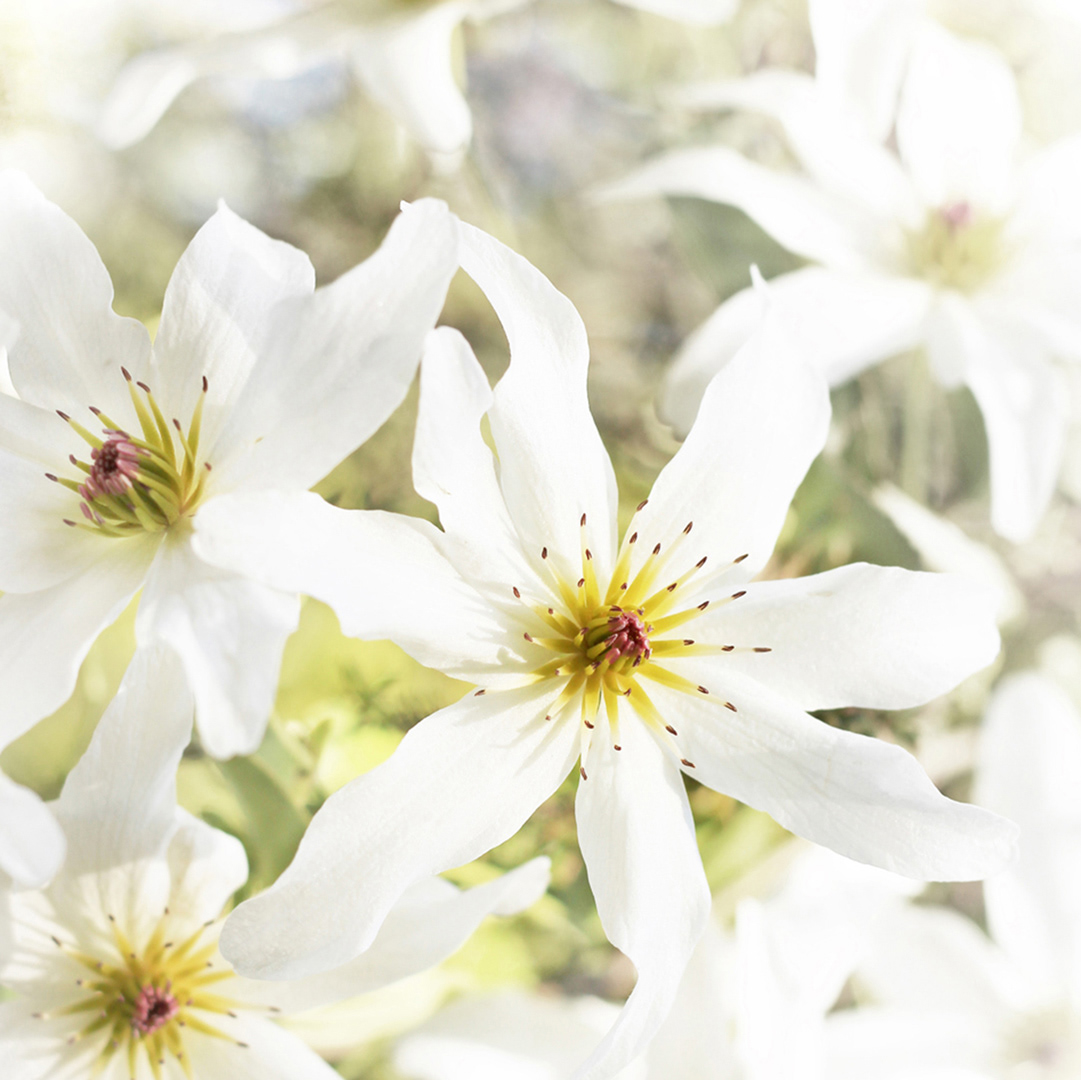 Delicate wildness